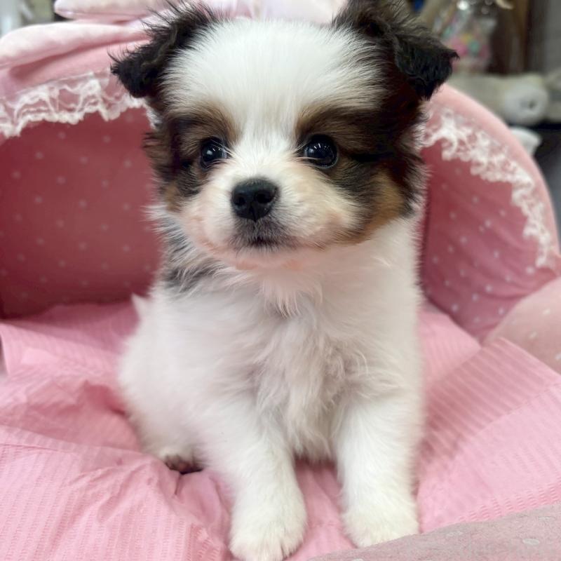 販売中の大阪府のパピヨン-456162の7枚目