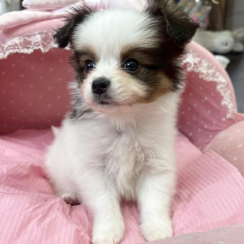 販売中の大阪府のパピヨン-456162の6枚目