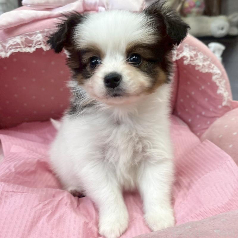 販売中の大阪府のパピヨン-456162の5枚目