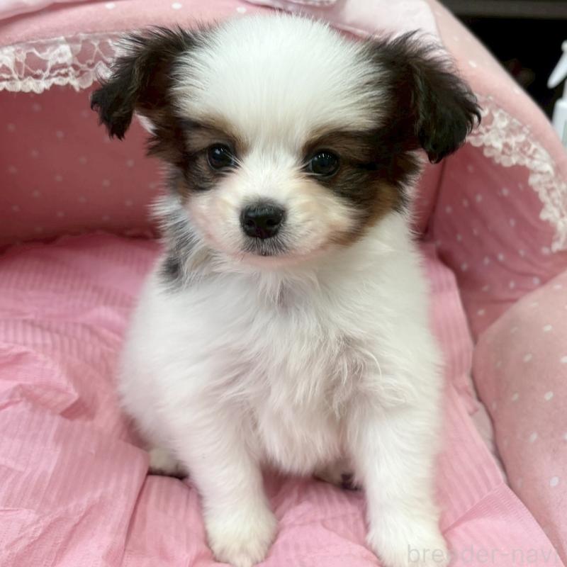 販売中の大阪府のパピヨン-456162の4枚目