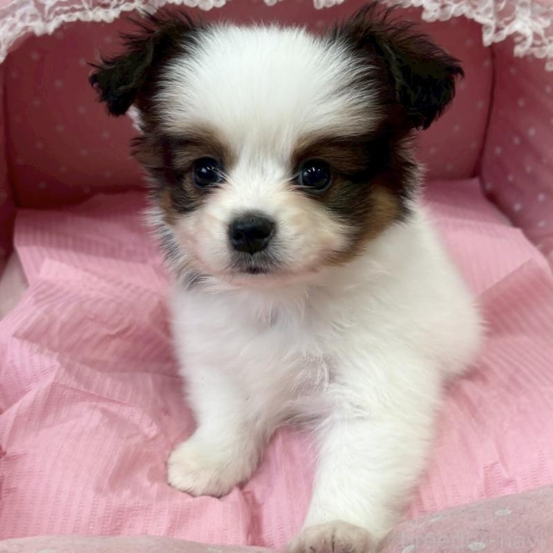 販売中の大阪府のパピヨン-456162の3枚目