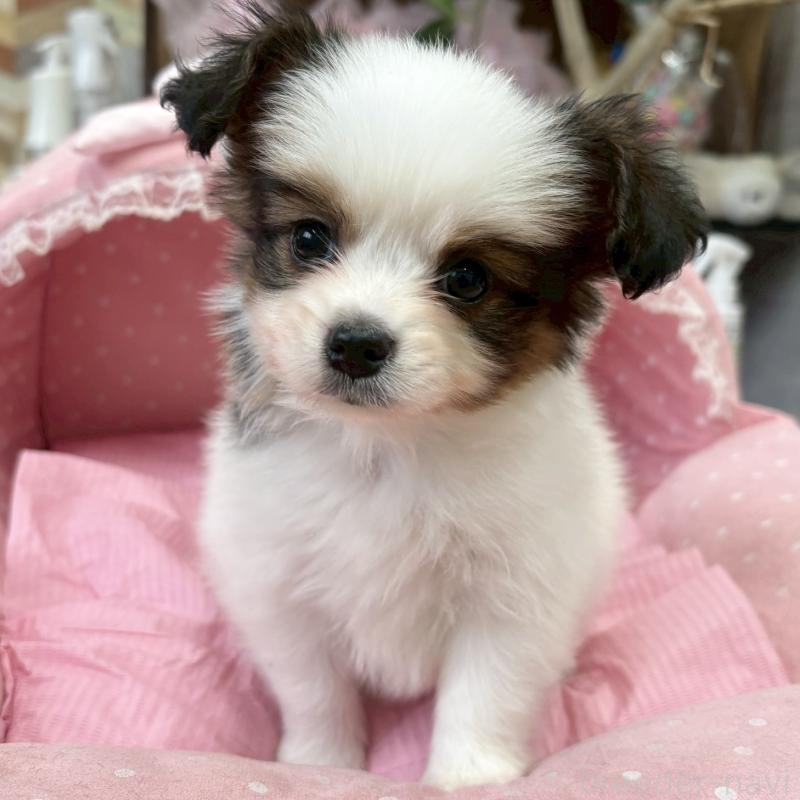 販売中の大阪府のパピヨン-456162の2枚目