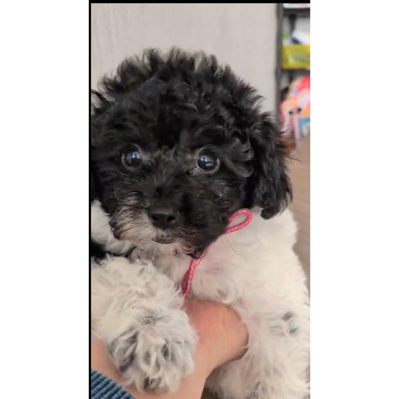 販売中の北海道のトイプードル-444439の9枚目