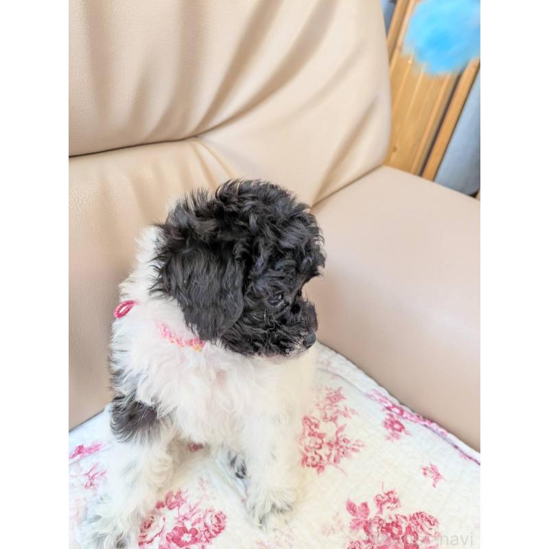 販売中の北海道のトイプードル-444439の8枚目