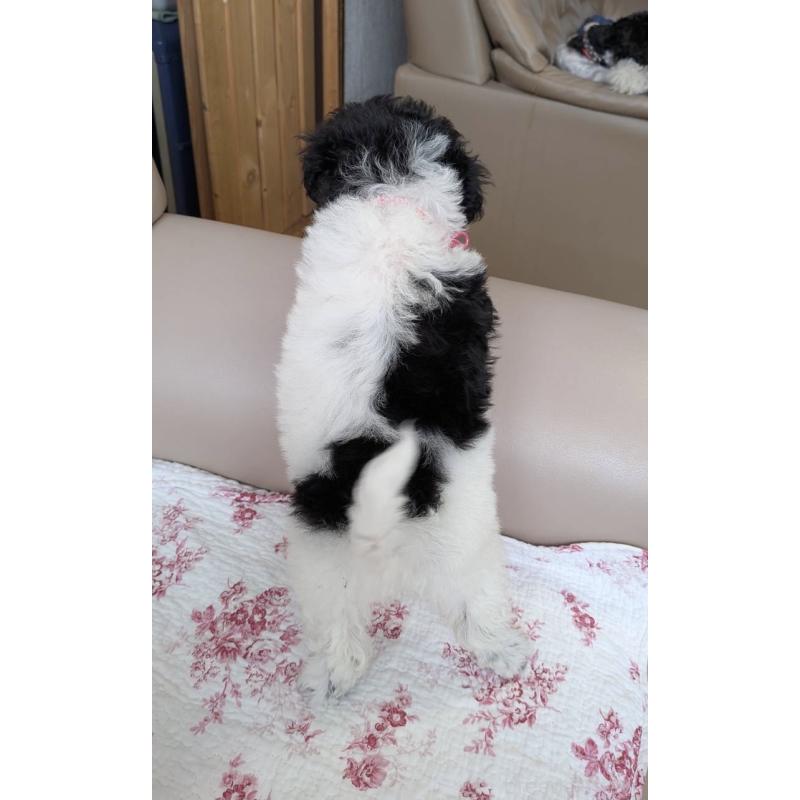 販売中の北海道のトイプードル-444439の7枚目