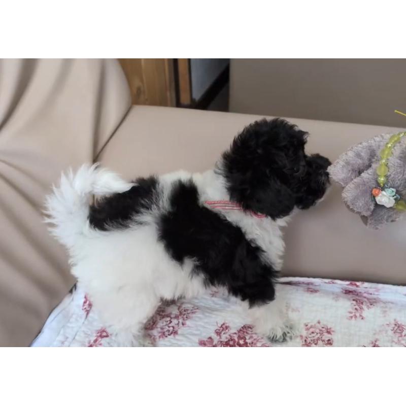 販売中の北海道のトイプードル-444439の6枚目