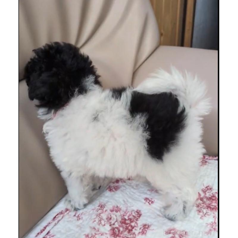 販売中の北海道のトイプードル-444439の5枚目