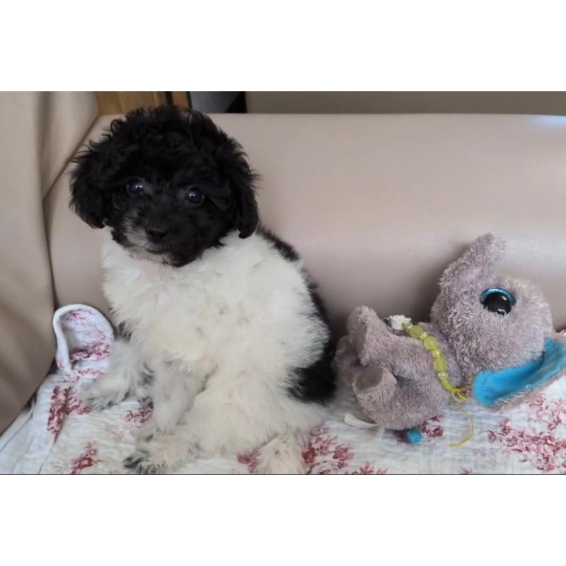 販売中の北海道のトイプードル-444439の4枚目