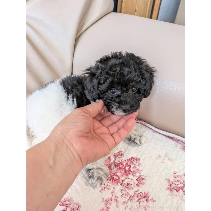 販売中の北海道のトイプードル-444439の3枚目