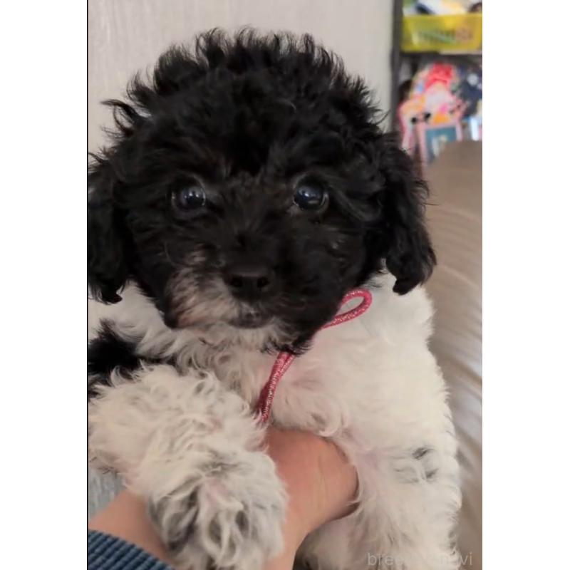 販売中の北海道のトイプードル-444439の2枚目