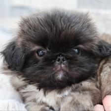 オンライン見学