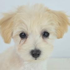 ♀︎マルプー:マルチーズ×トイプードル