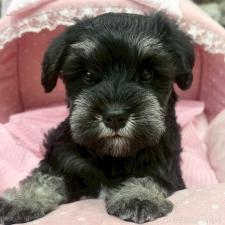 ♀︎ミニチュアシュナウザー