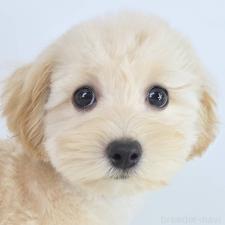 ♀︎マルプー:マルチーズ×トイプードル