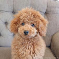 ♀︎タイニープードル