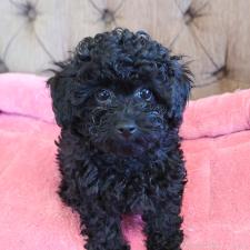 オンライン見学