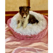 オンライン見学