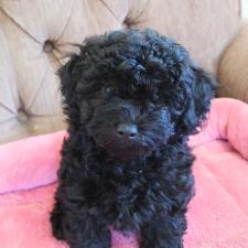 ♀︎タイニープードル