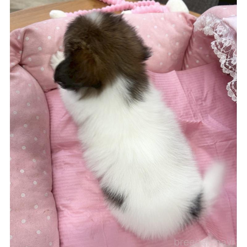 販売中の大阪府のパピヨン-456164の9枚目