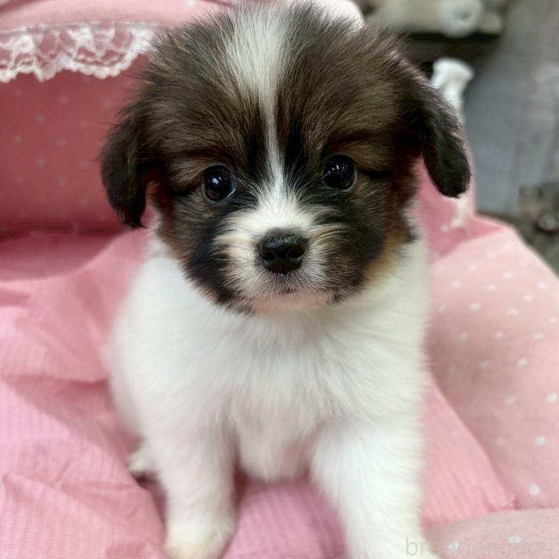 販売中の大阪府のパピヨン-456164の8枚目