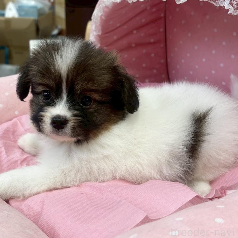 販売中の大阪府のパピヨン-456164の6枚目