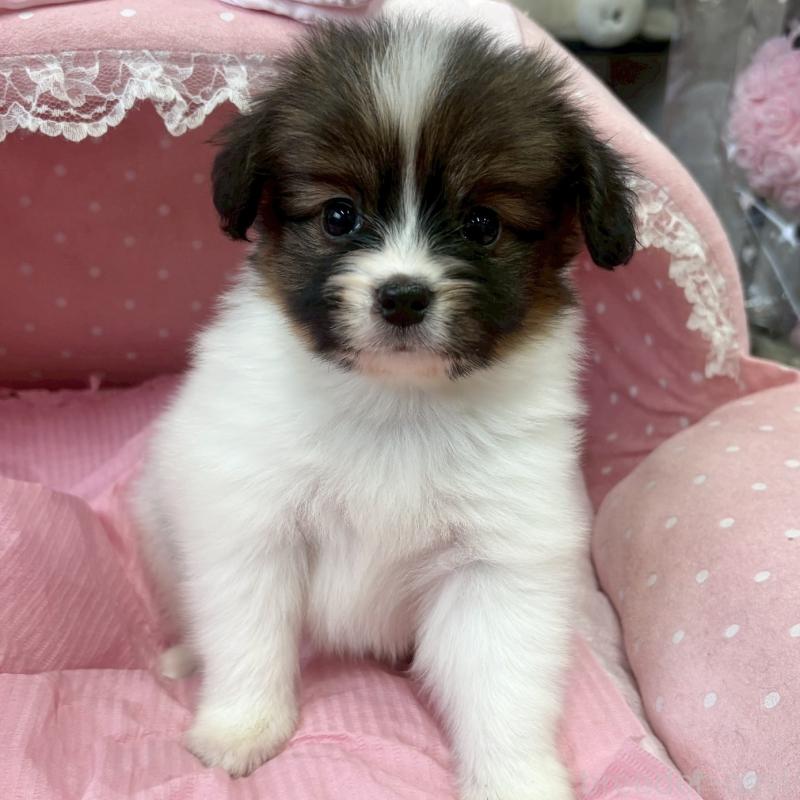 販売中の大阪府のパピヨン-456164の5枚目