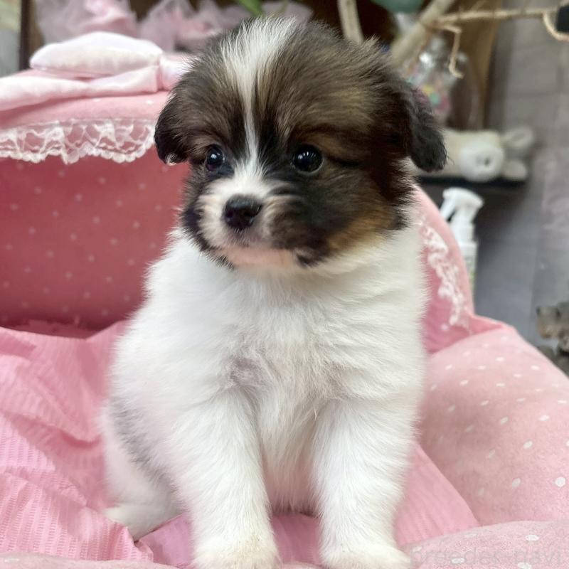 販売中の大阪府のパピヨン-456164の4枚目