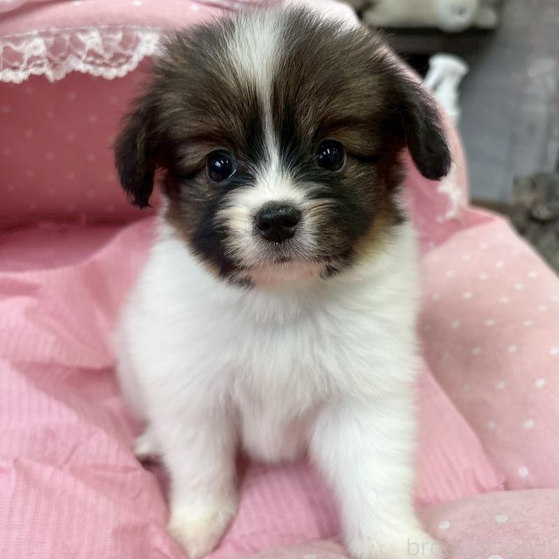 販売中の大阪府のパピヨン-456164の3枚目