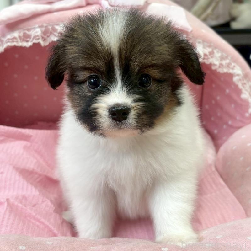 販売中の大阪府のパピヨン-456164の2枚目