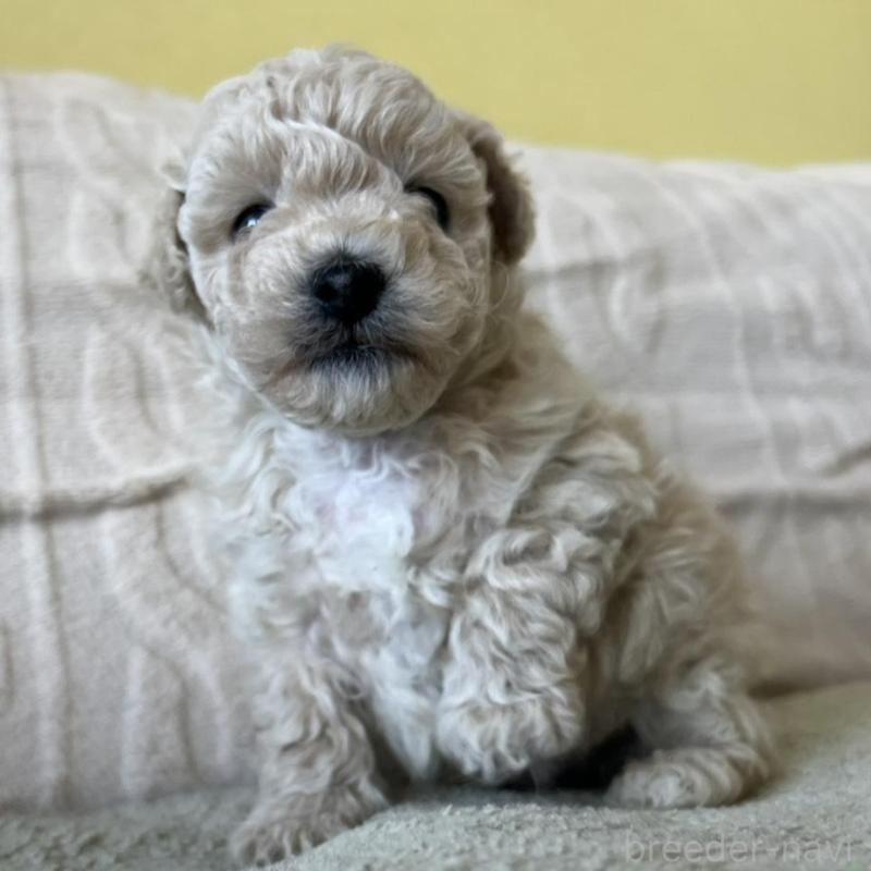 販売中の茨城県のビションプー:ビションフリーゼ×トイプードル-456165の5枚目