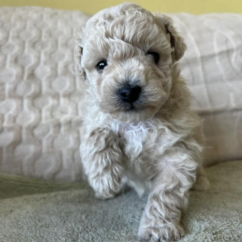 販売中の茨城県のビションプー:ビションフリーゼ×トイプードル-456165の4枚目