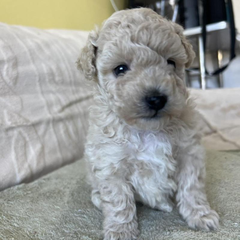 販売中の茨城県のビションプー:ビションフリーゼ×トイプードル-456165の3枚目