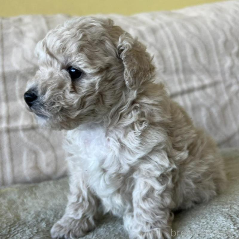 販売中の茨城県のビションプー:ビションフリーゼ×トイプードル-456165の2枚目