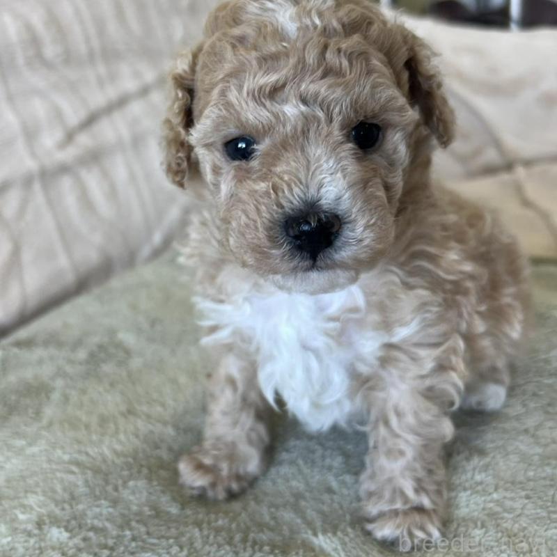 販売中の茨城県のビションプー:ビションフリーゼ×トイプードル-456167の5枚目