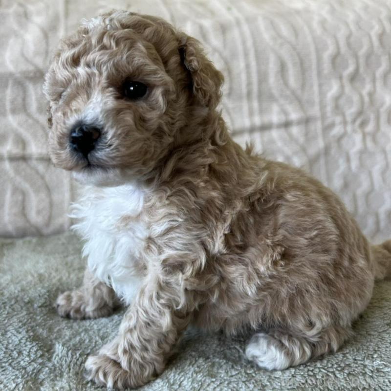 販売中の茨城県のビションプー:ビションフリーゼ×トイプードル-456167の4枚目