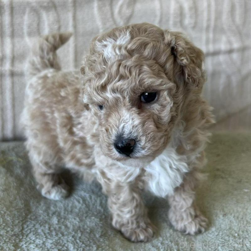 販売中の茨城県のビションプー:ビションフリーゼ×トイプードル-456167の3枚目