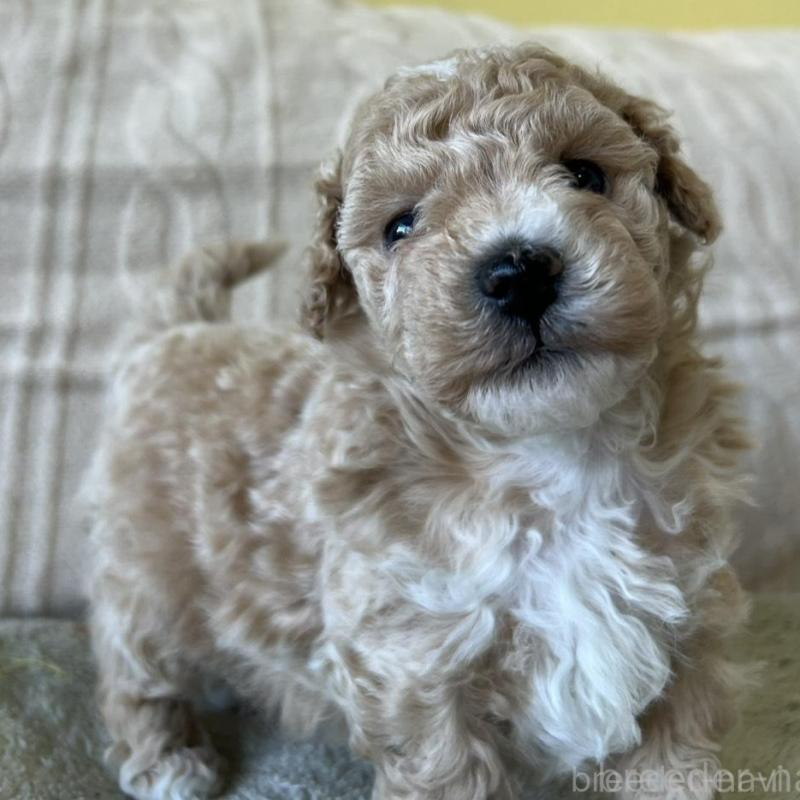 販売中の茨城県のビションプー:ビションフリーゼ×トイプードル-456167の2枚目