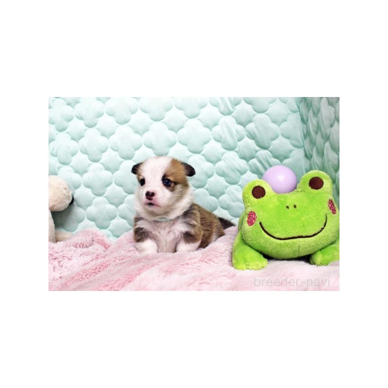 販売中の栃木県のウェルシュコーギーペンブローク-456170の4枚目