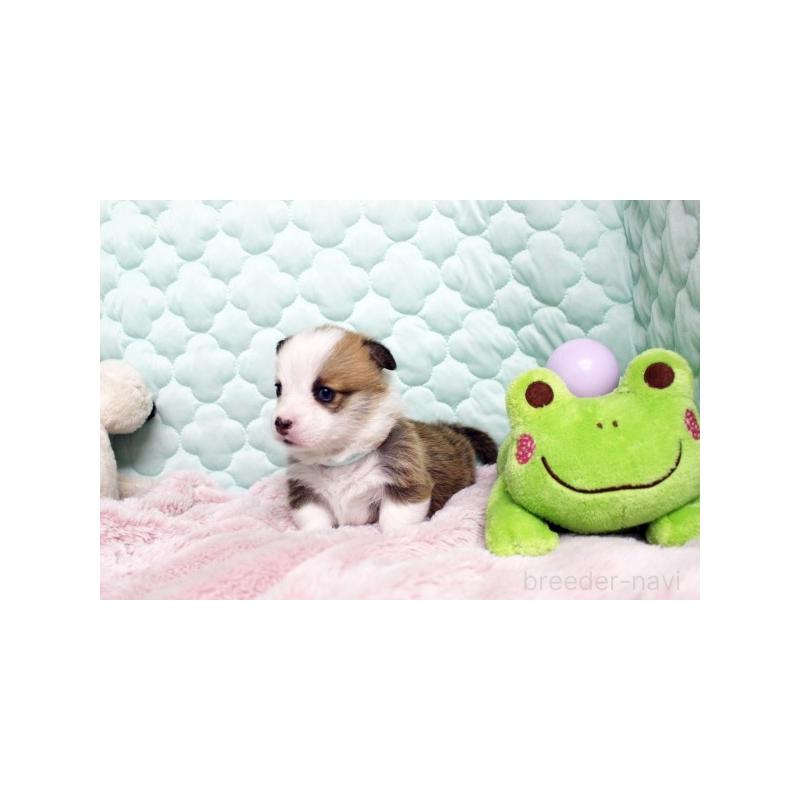 販売中の栃木県のウェルシュコーギーペンブローク-456170の3枚目