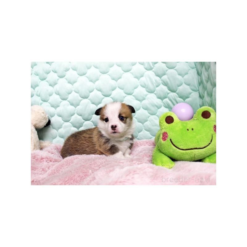 販売中の栃木県のウェルシュコーギーペンブローク-456170の2枚目