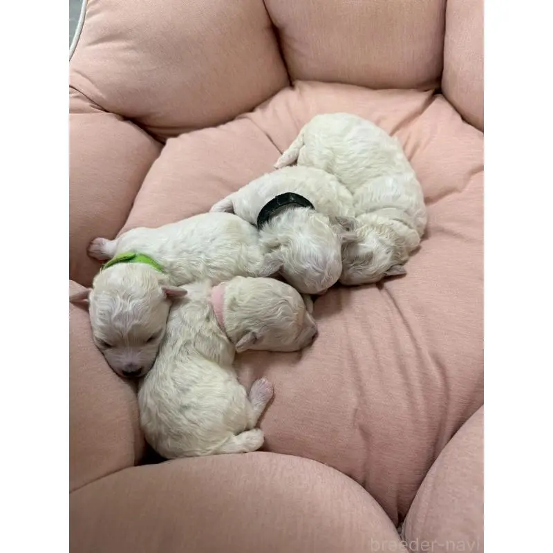 販売中の大阪府のビションプー:ビションフリーゼ×トイプードル-456174の2枚目