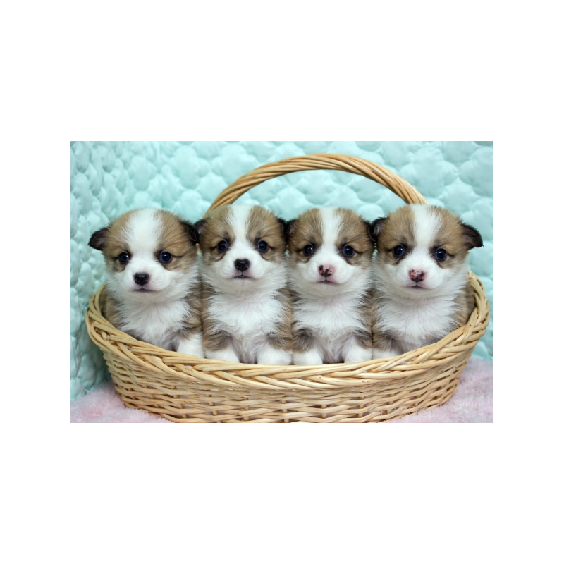 販売中の栃木県のウェルシュコーギーペンブローク-456176の5枚目