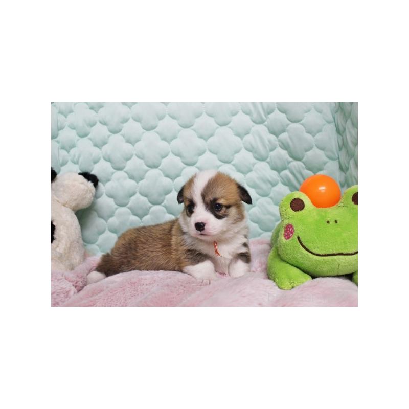 販売中の栃木県のウェルシュコーギーペンブローク-456176の4枚目