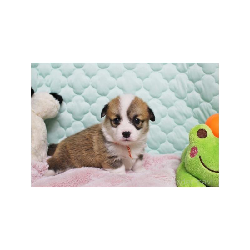 販売中の栃木県のウェルシュコーギーペンブローク-456176の3枚目