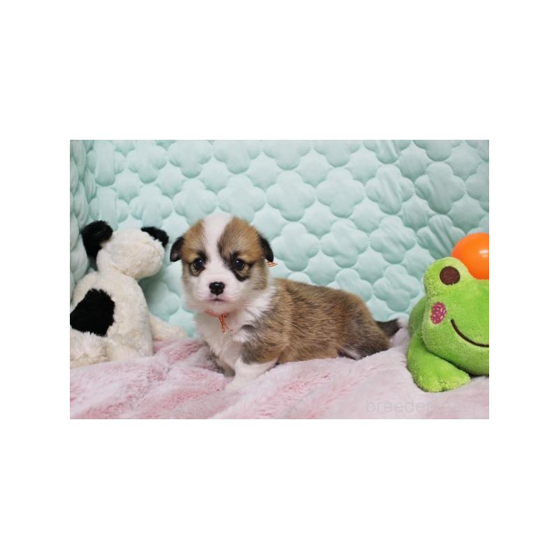 販売中の栃木県のウェルシュコーギーペンブローク-456176の2枚目