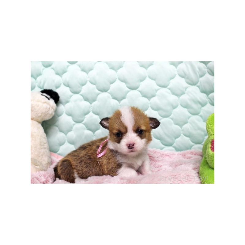 販売中の栃木県のウェルシュコーギーペンブローク-456181の4枚目