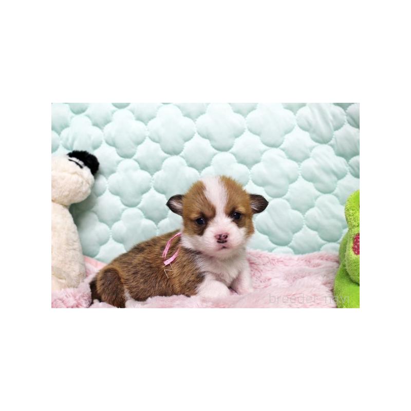 販売中の栃木県のウェルシュコーギーペンブローク-456181の3枚目