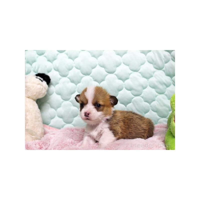 販売中の栃木県のウェルシュコーギーペンブローク-456181の2枚目