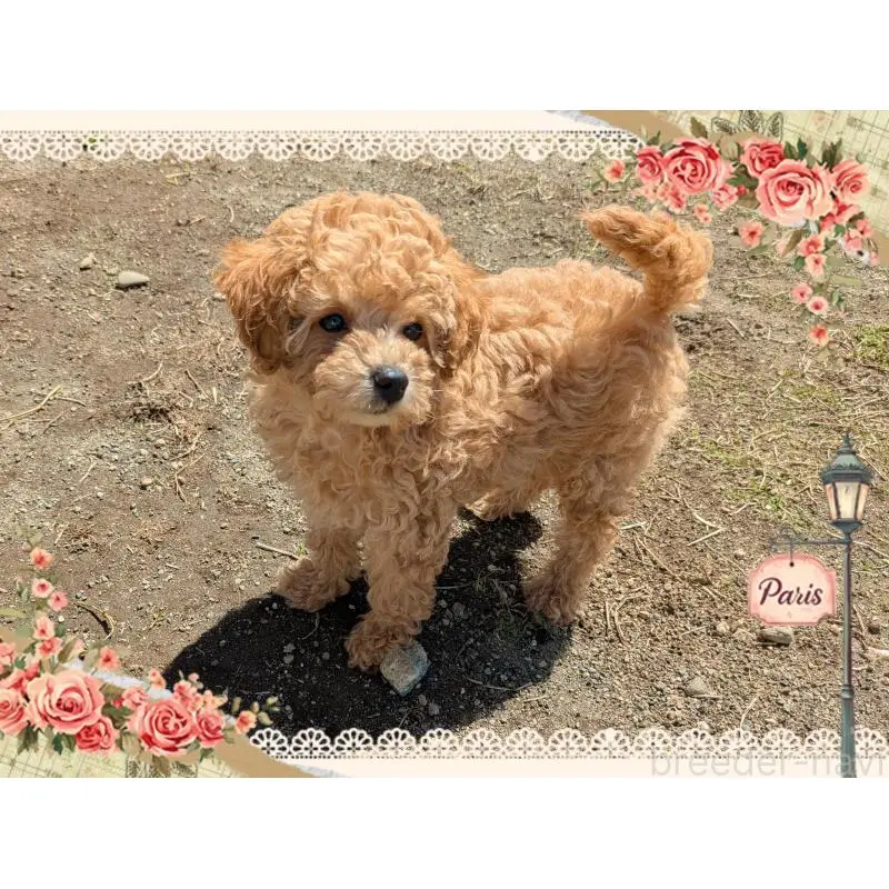 販売中の静岡県のタイニープードル-456186の5枚目