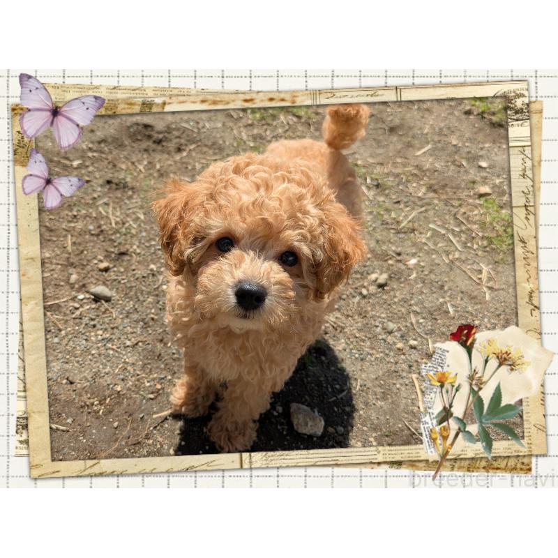 販売中の静岡県のタイニープードル-456186の4枚目